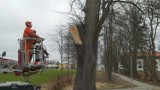 Ul. Wejherowska w Pucku była tymczasowo zablokowana: strażacy usuwali pęknięte drzewo | NADMORSKA KRONIKA POLICYJNA