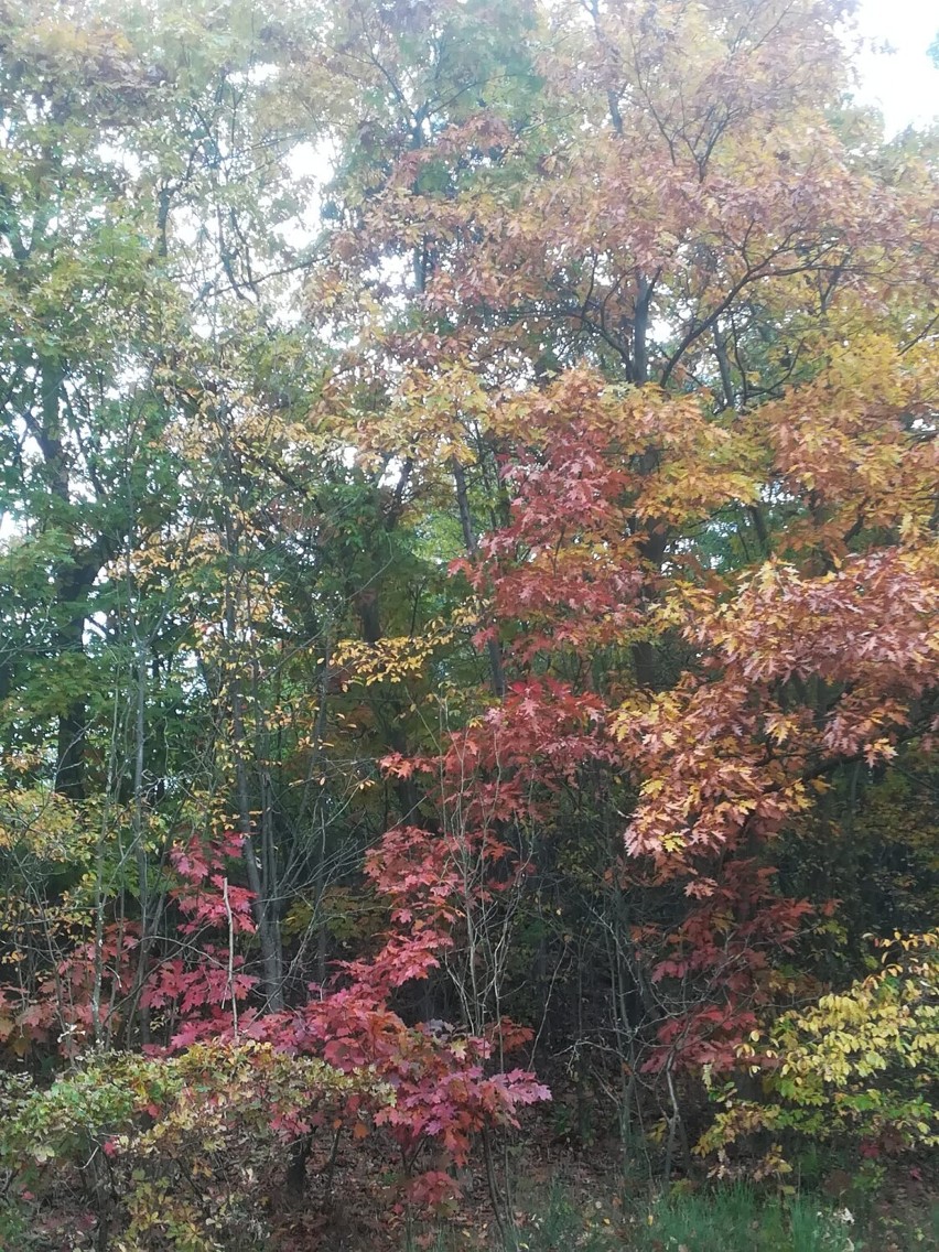 Tak wygląda piękna, złota jesień w Lipnie i okolicy. Zdjęcia kolorowej pory roku
