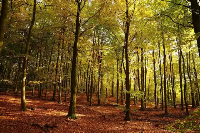 Na kilka dni powrócą letnie temperatury