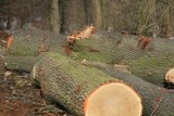 36-latek wyciął drzewa z lasu w Sipiorach (gm. Kcynia) i zabrał do domu na opał. Już usłyszał zarzut kradzieży