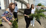 Mieszkańcy Radomska oddają elektroodpady w zamian za sadzonki. ZDJĘCIA, FILM