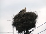 Podglądamy bocianie gniazda w powiecie lublinieckim