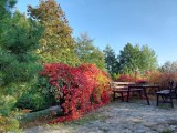 Arboretum Leśne im. Stefana Białoboka w Stradomi Dolnej poleca się na spacer (GODZINY OTWARCIA, CENY)