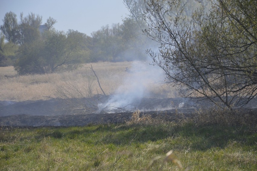 Głogów: Pożar na Ostrowie Tumskim. W akcji strażacki samolot. ZDJĘCIA