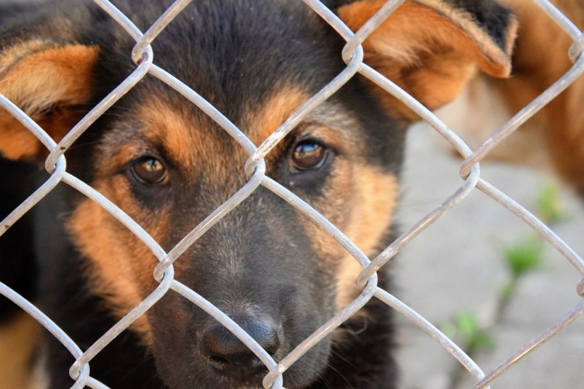 Możesz zapewnić im nowy dom – psy z łęczyckiego schroniska czekają na adopcję
