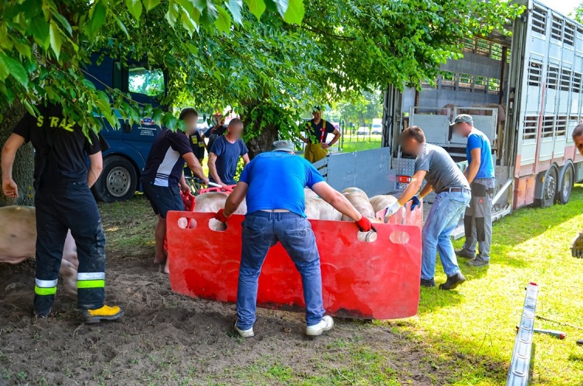 Ciężarówka przewożąca świnie wypadła z drogi. Zwierzęta rozbiegły się po okolicy