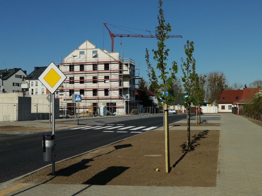 Posadzono drzewa przy nowej drodze "Za sądem" w Wągrowcu  [ZDJĘCIA]