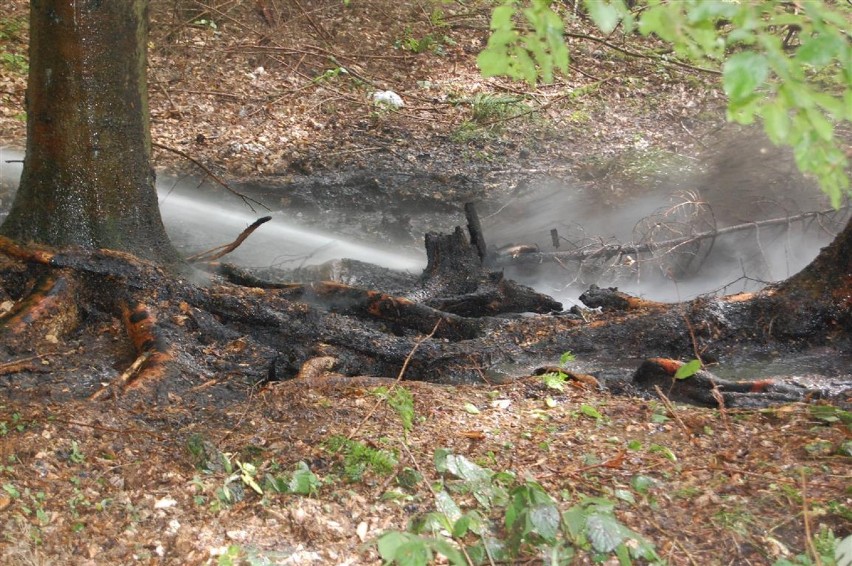 Pożar poszycia leśnego w Kartuzach powstał od ogniska - uważają strażacy 