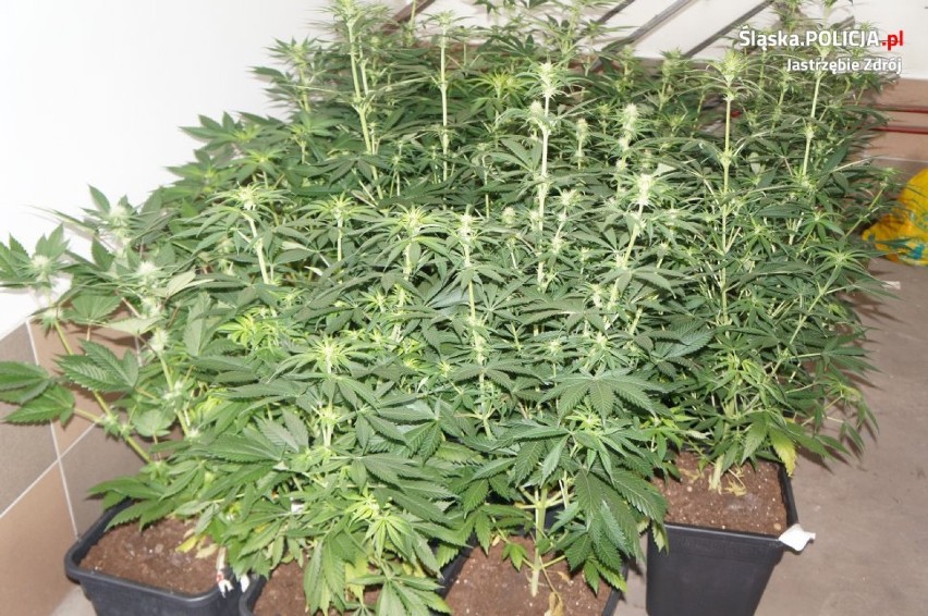Marihuana w Jastrzębiu: 23-latek miał plantację