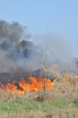 Oleśnica: Strażacy interweniują przy pożarze trawy 