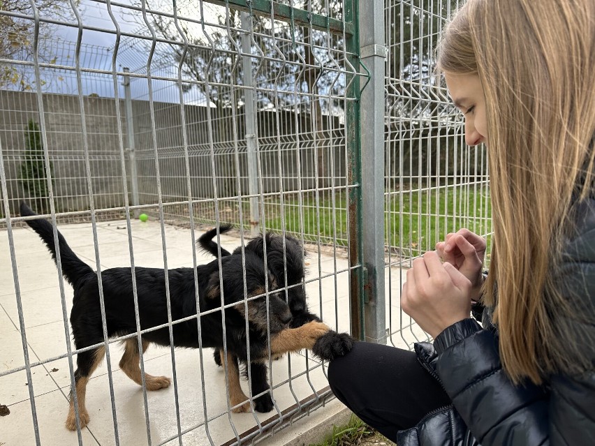 Psy i koty do adopcji ze schroniska dla zwierząt w Bełchatowie. Kto pokocha te zwierzaki? FOTO, VIDEO