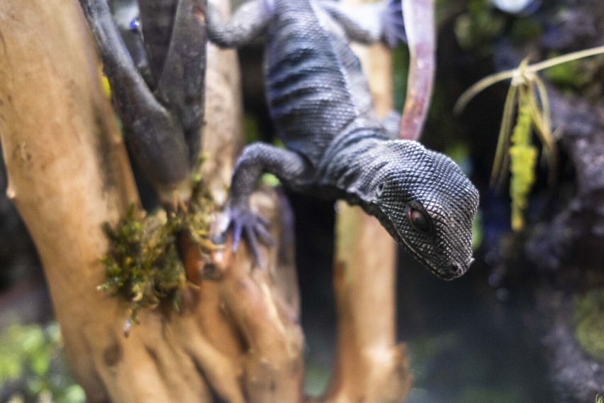 "ZooEgzotyka" to niezwykłe wystawy i targi egzotyczne...