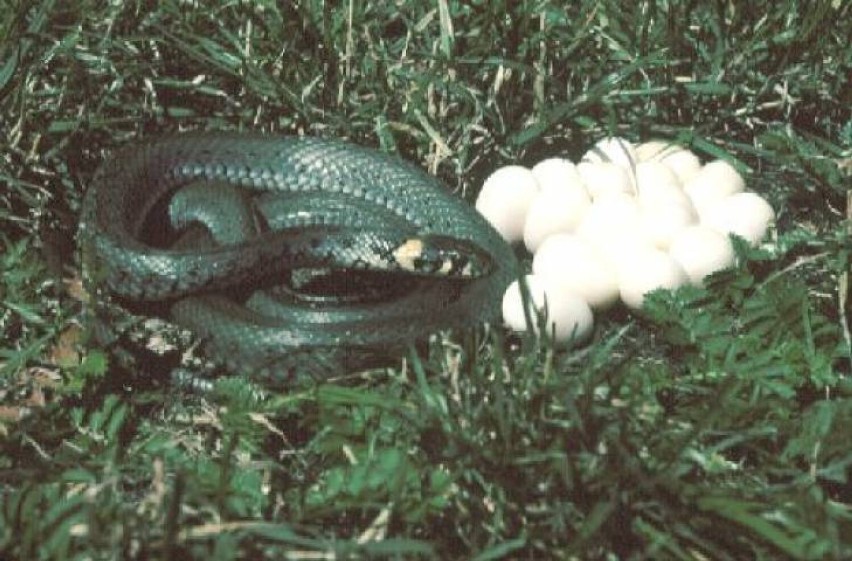 Mieszkaniec Świdnicy znalazł na swoim podwórku gniazdo węża....