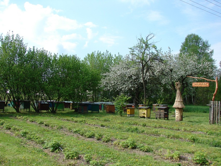 Pan Ireneusz Kwaśniak zajmuje się pszczelarstwem od 20 lat,...