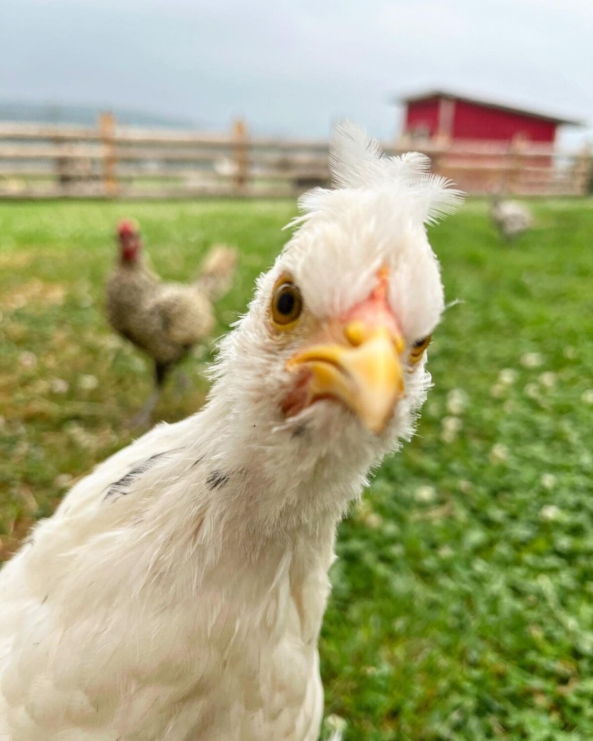 Chicken Land to miasteczko kur w Borównie w gminie Czarny...