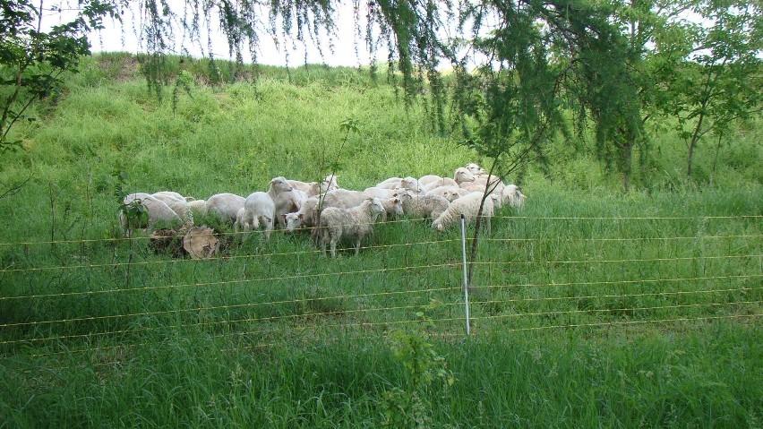 Pożyteczne owce znów pasą się koło Hrubieszowa