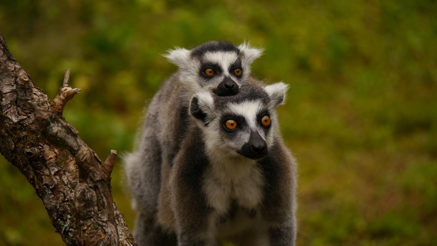 Lemury katta

Lemurów w Zamościu też nie brakuje. To...