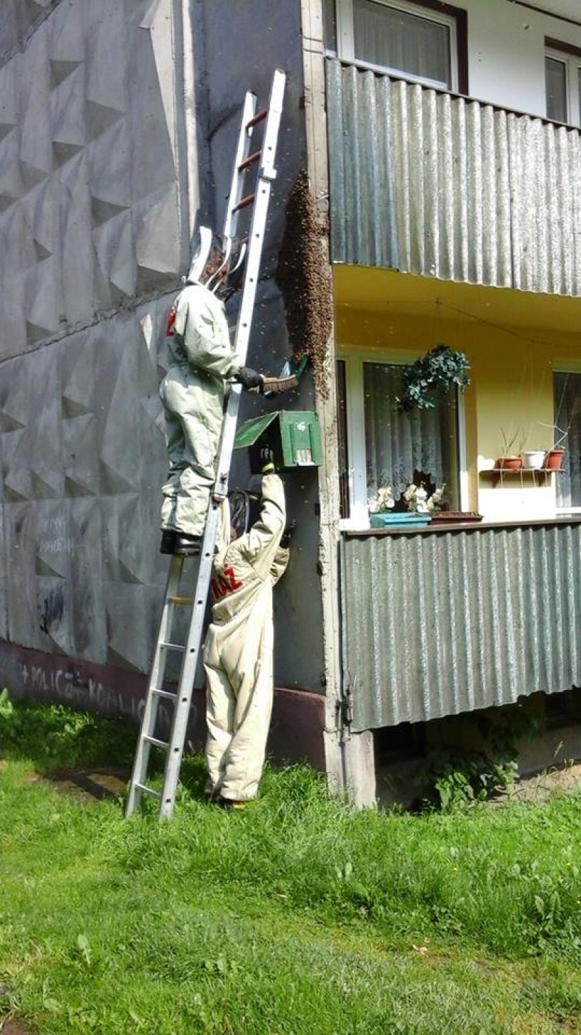 Katowice: Rój pszczół osiadł na ścianie bloku. Strażacy apelują! [ZDJĘCIA]