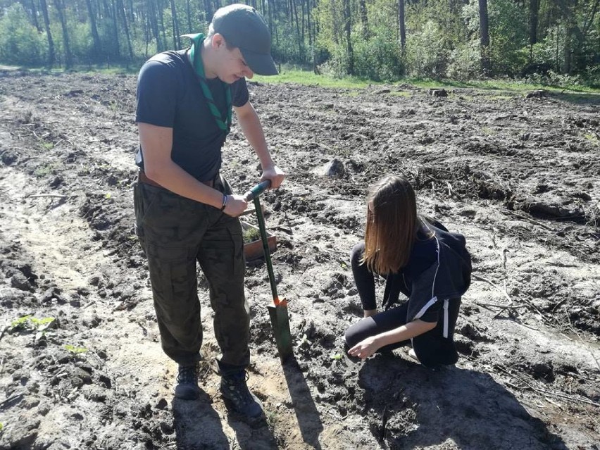 Sieradzcy harcerze sadzili las. Z sadzonkami pojawili się w Oraczewie (zdjęcia)