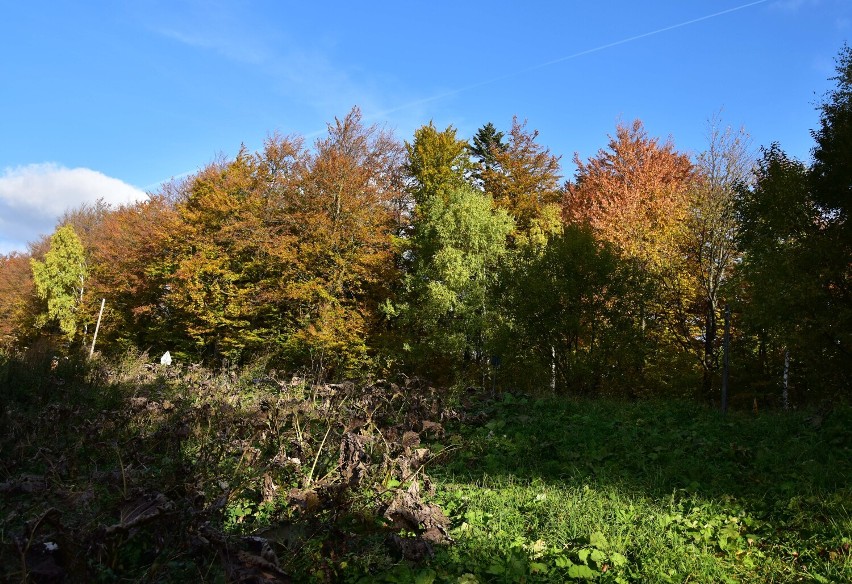 Bieszczady najpiękniejsze są jesienią [ZDJĘCIA]