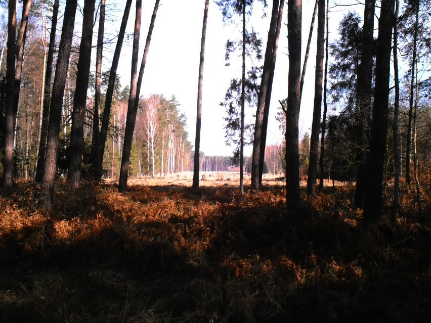 Trasa Niwki-Opole. Sezon na wycieczki rowerowe rozpoczęty! [zdjęcia] 