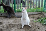 Wyjątkowy kangur-albinos spod Szczecina na monetach NBP