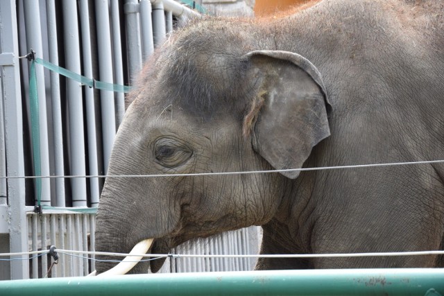 Najwięksi domownicy chorzowskiego zoo