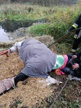 Strażacy ochotnicy z Parlina w gminie Stara Dąbrowa mają na koncie kolejnego uratowanego zwierzaka. Z powodzeniem wyciągnęli konia z wody