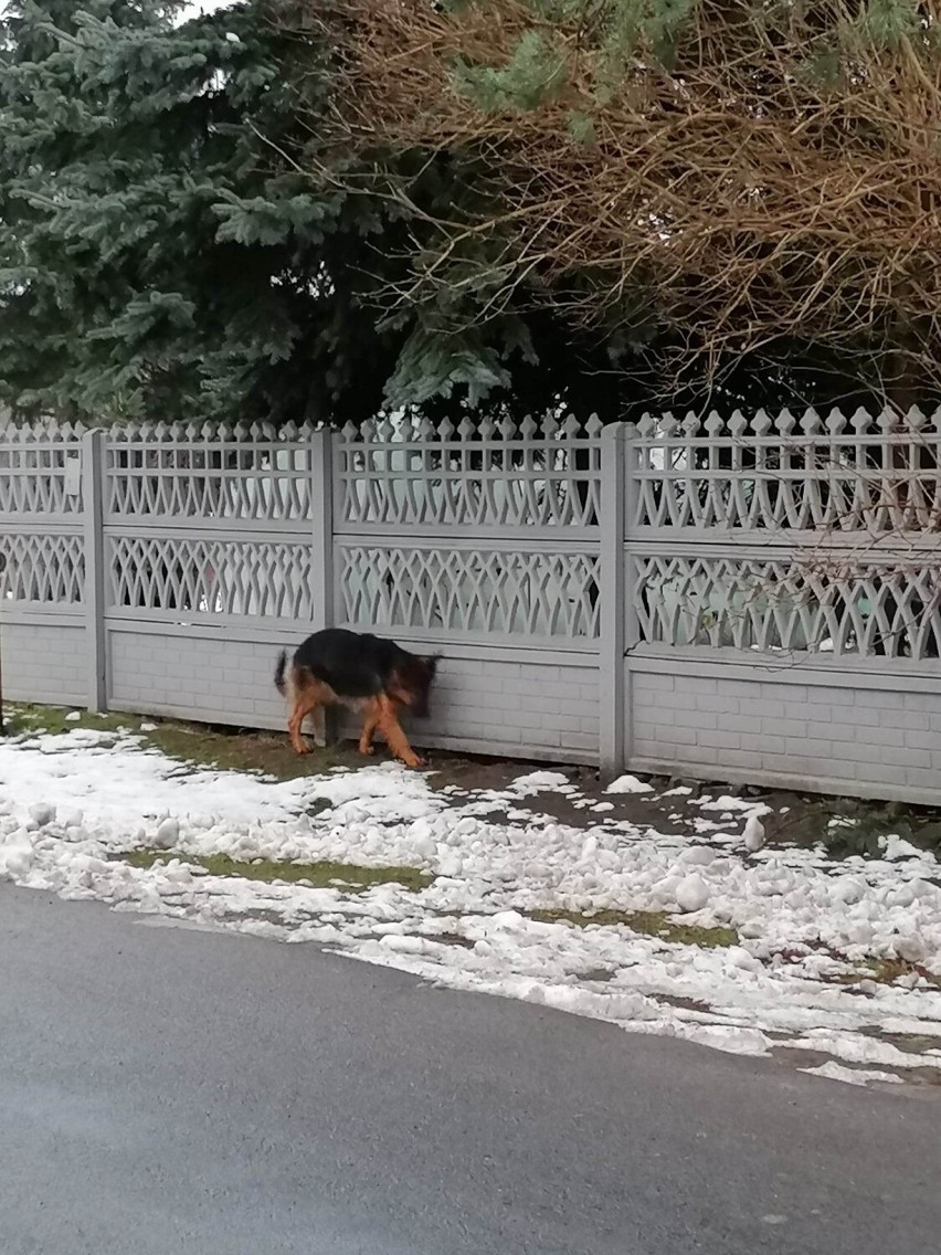 Poszukiwany właściciel psa w typie owczarka niemieckiego