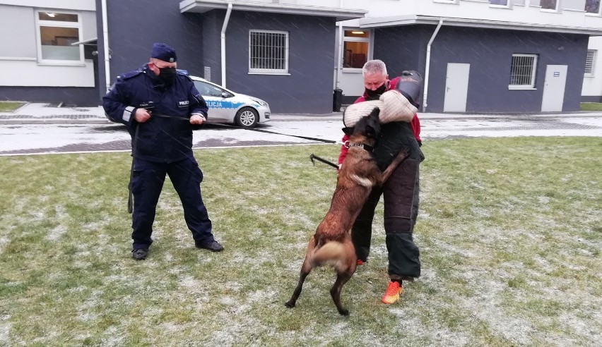 Nowy pies policyjny w szeregach Komendy Powiatowej Policji w Radomsku [ZDJĘCIA]