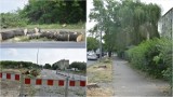 Mieszkańcy zaskoczeni wielką wycinką na ulicy Szujskiego w Tarnowie. Drzewa ustępują miejsca rondu, w okolicy powstanie też nowe osiedle
