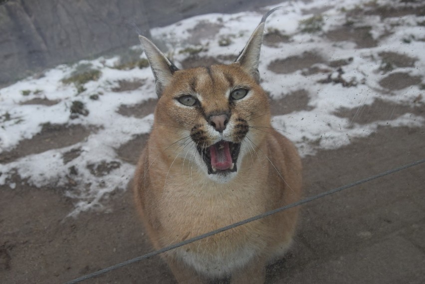 Śląski Ogród Zoologiczny w zimowej odsłonie ZDJĘCIA