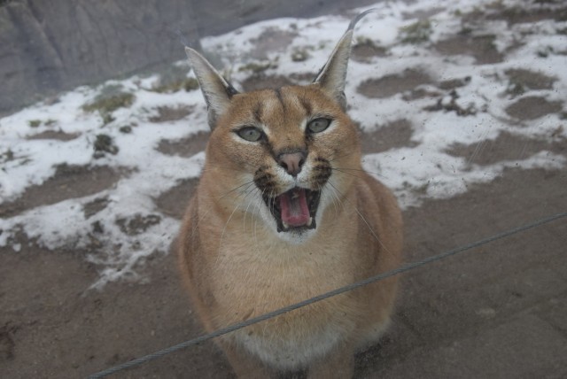 Śląski Ogród Zoologiczny w zimowej odsłonie ZDJĘCIA