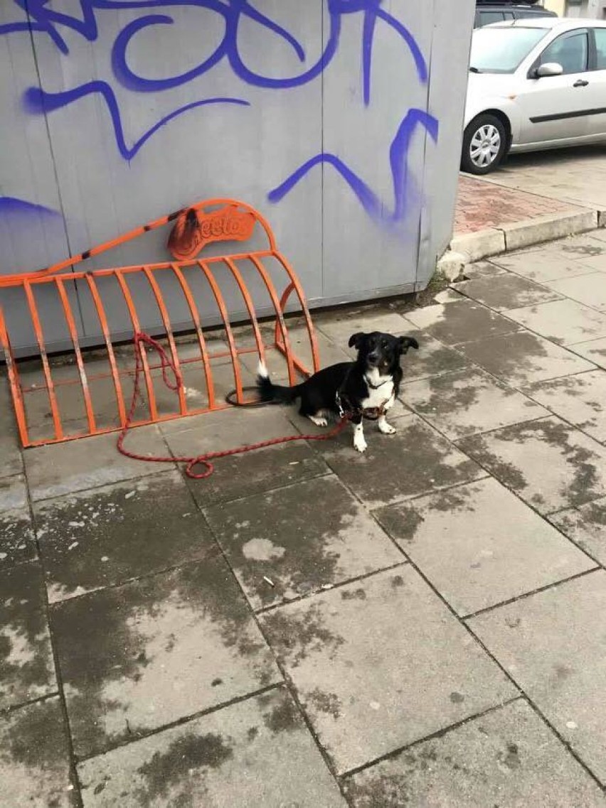 Te pieski nie mają łatwego zadania. Czekają na swoich...