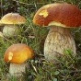 Ciepła jesień. Jest wysyp grzybów w śląskich lasach! [Zobacz mapę]