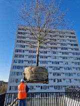 Kraków. AGH przesadziła kolejne drzewo! 10-letni platan klonolistny stanął w budowanej hali sportowej przy ul. Buszka