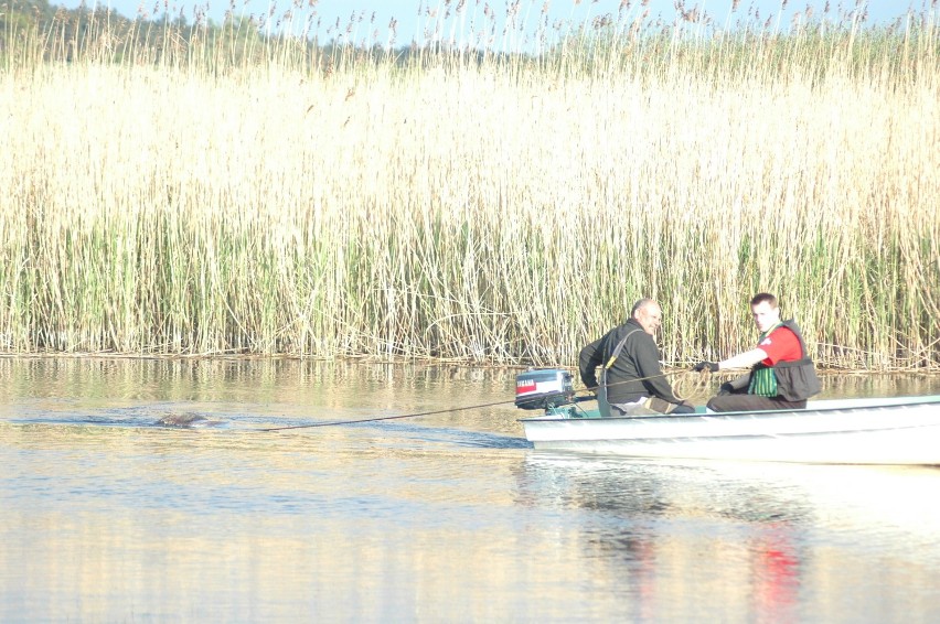 10 padniętych dzików wyłowiono z rzeki Obry w Zbąszyniu