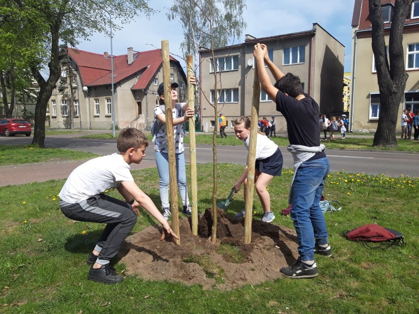 W ramach Dnia Ziemi 2019 w mieście posadzono drzewa