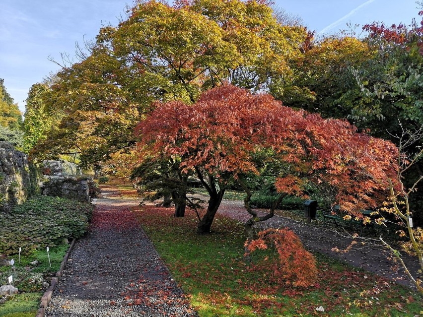 Kraków. Ogród Botaniczny w jesiennej odsłonie [ZDJĘCIA]