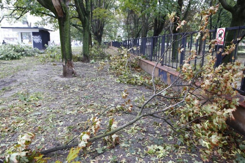 Spróchniałe drzewa niszczą samochody i zagrażają pieszym....