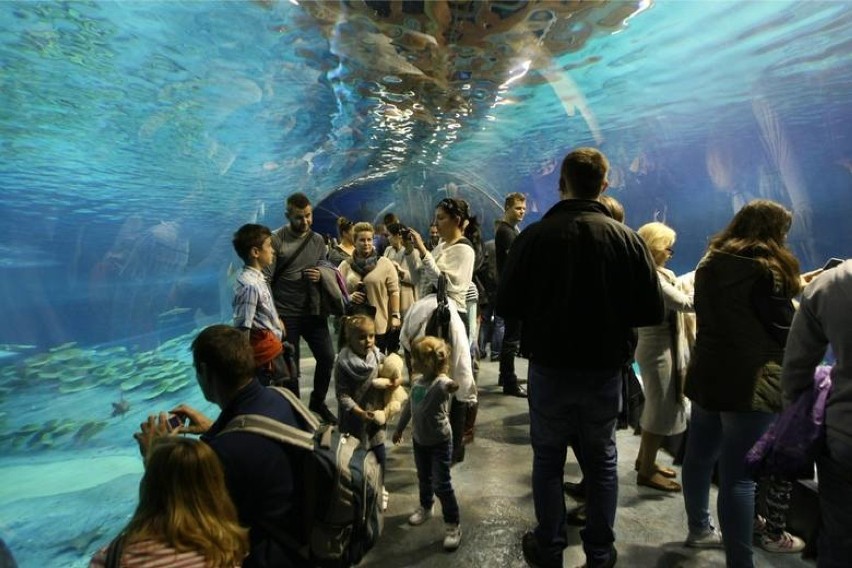 Na Górnym Śląsku powstanie Oceanarium! Pod uwagę brane są lokalizacje: Zabrze, Chorzów i Ruda Śląska