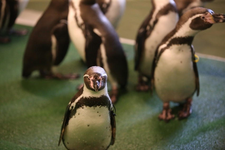 Nowi mieszkańcy Śląskiego Ogrodu Zoologicznego. To pingwiny...