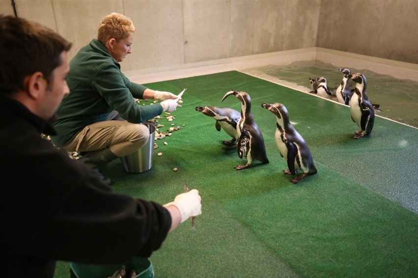 Nowi mieszkańcy Śląskiego Ogrodu Zoologicznego. To pingwiny...