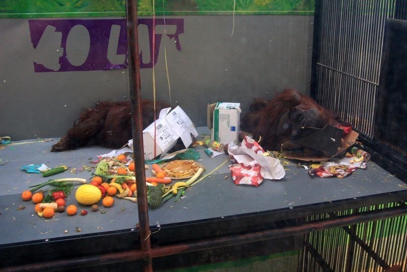 Raja i Albert orangutany z gdańskiego zoo w Oliwie świętowały swoje 40 urodziny [ZDJĘCIA]