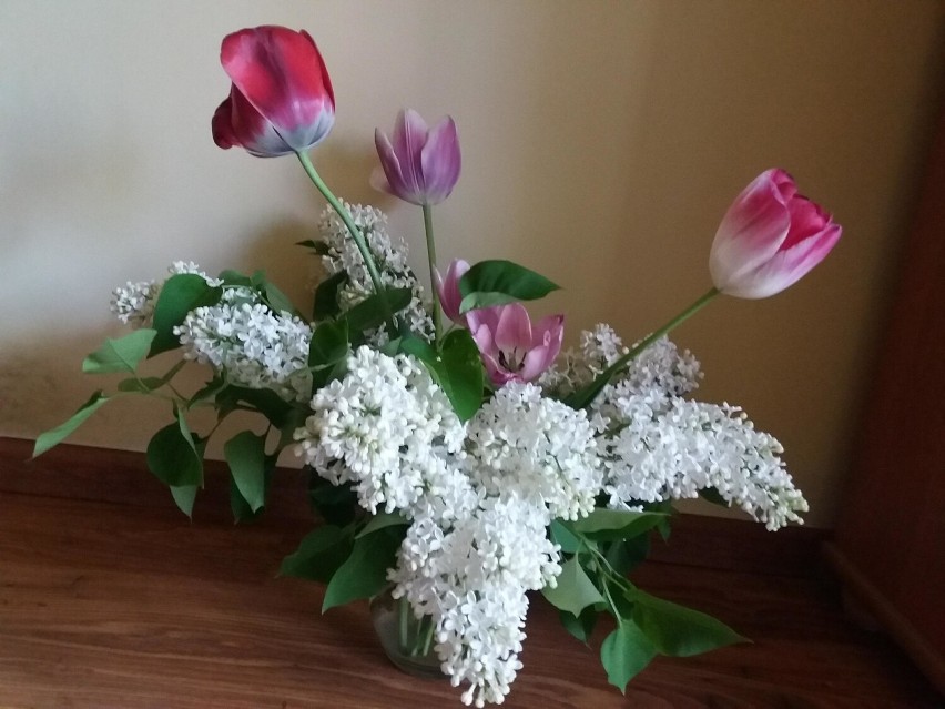 Kwiaty bzu w towarzystwie tulipanów pięknie wyglądają.