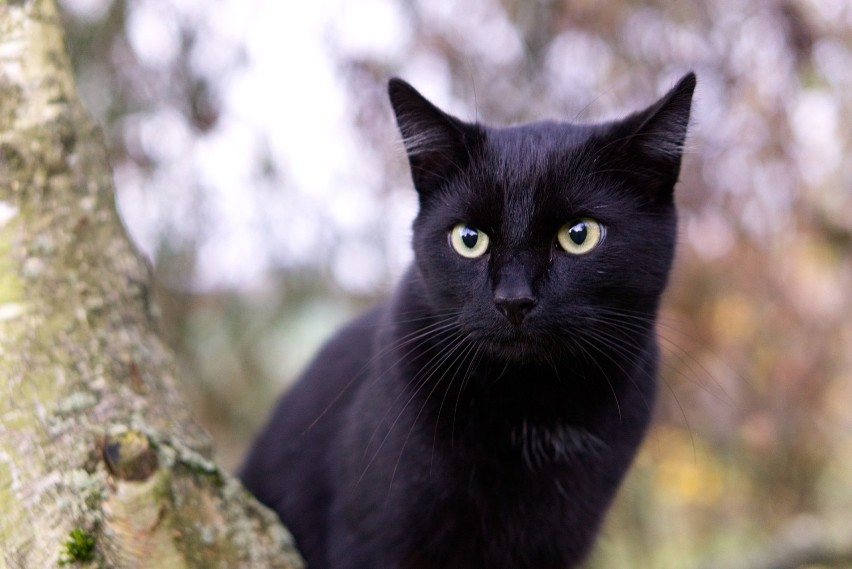 Czarny kot przynoszący pecha to jeden z najpopularniejszych...