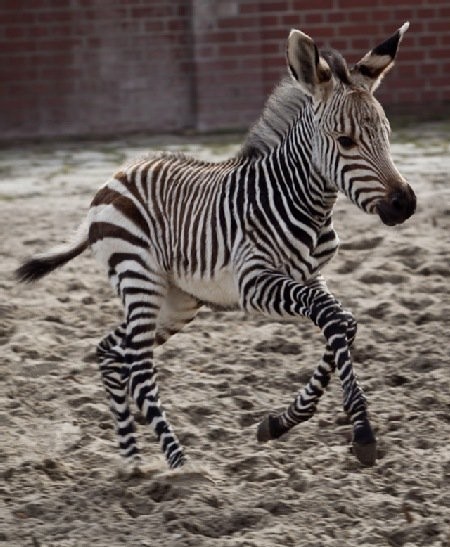 Zebra

W marcu we wrocławskim ogrodzie zoologicznym,...