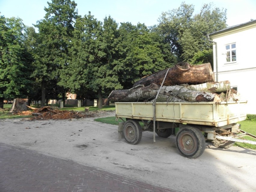 Obcinanie drzew w Park książąt Czartoryskich