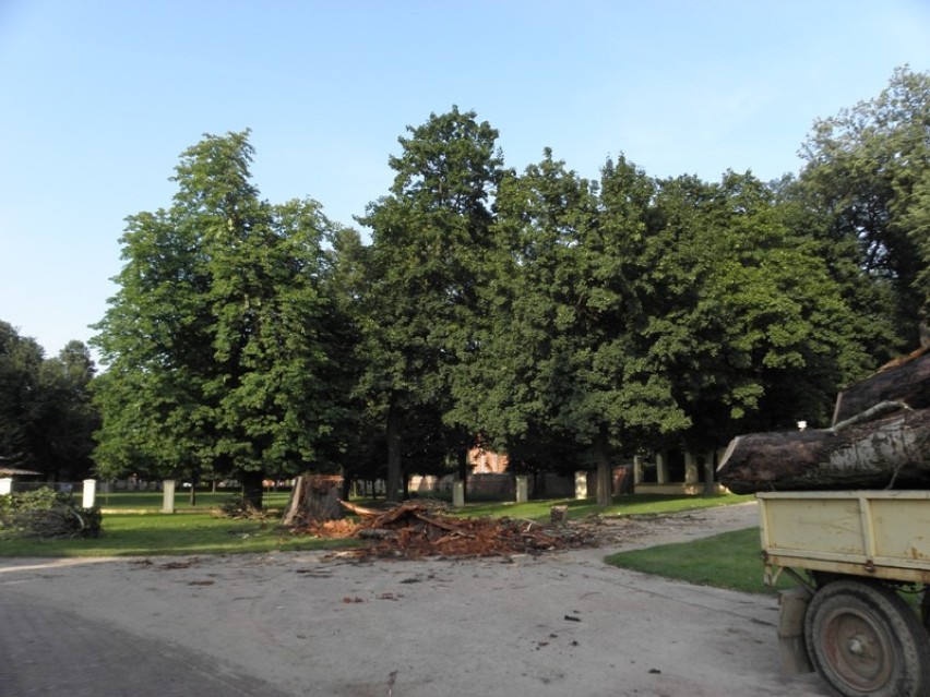 Obcinanie drzew w Park książąt Czartoryskich