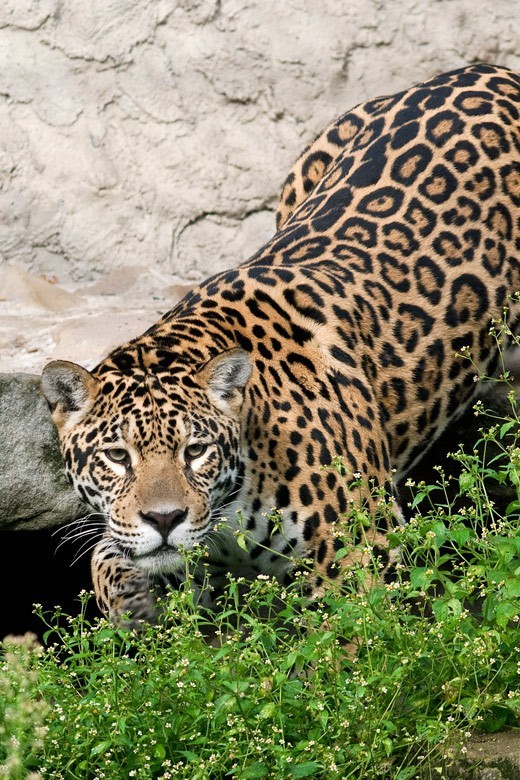 Krakowski Ogród Zoologiczny poinformował, że młode samiczki...